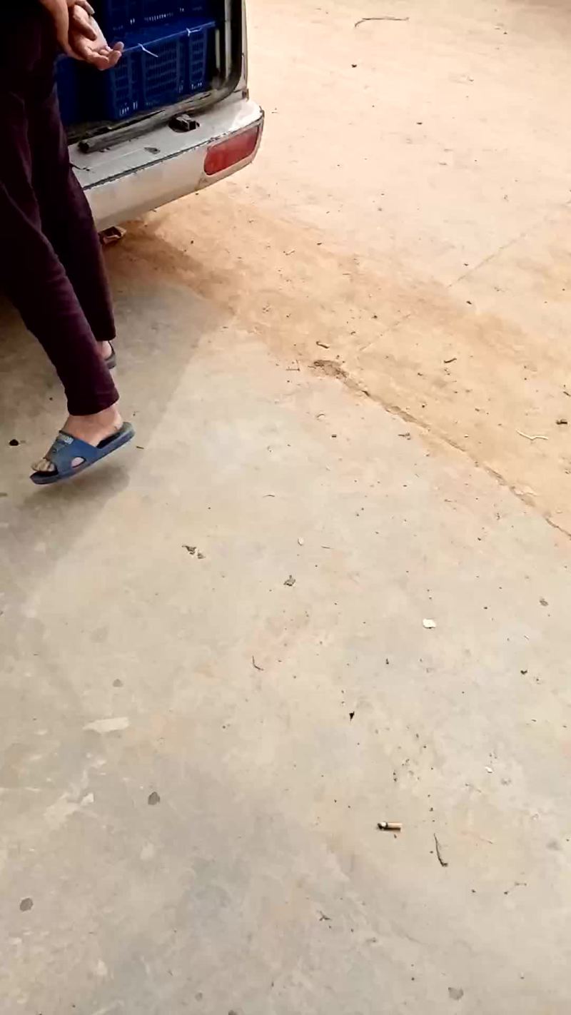 桑葚