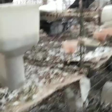 种鸽