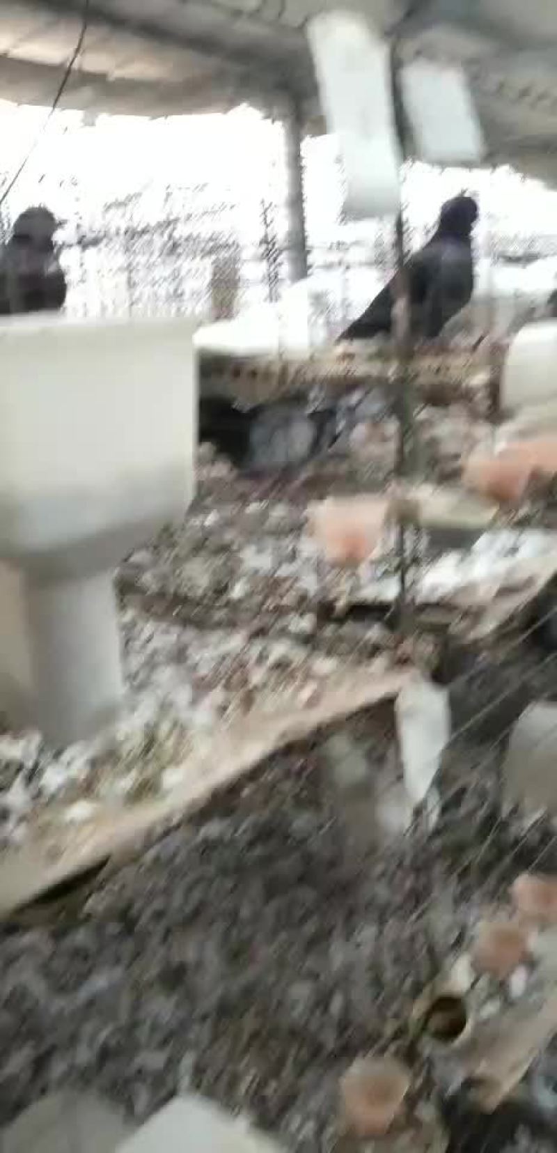 种鸽