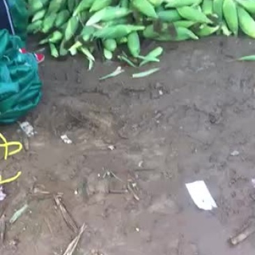 玉米