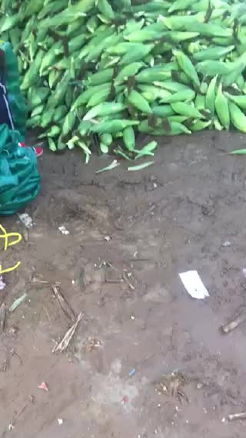 玉米