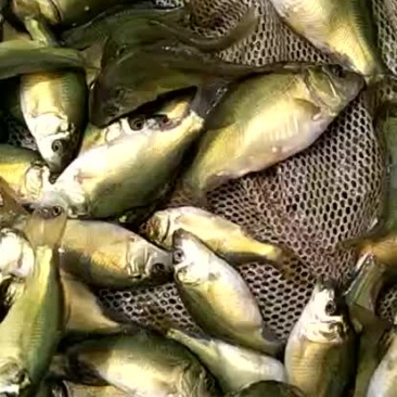 鲤鱼