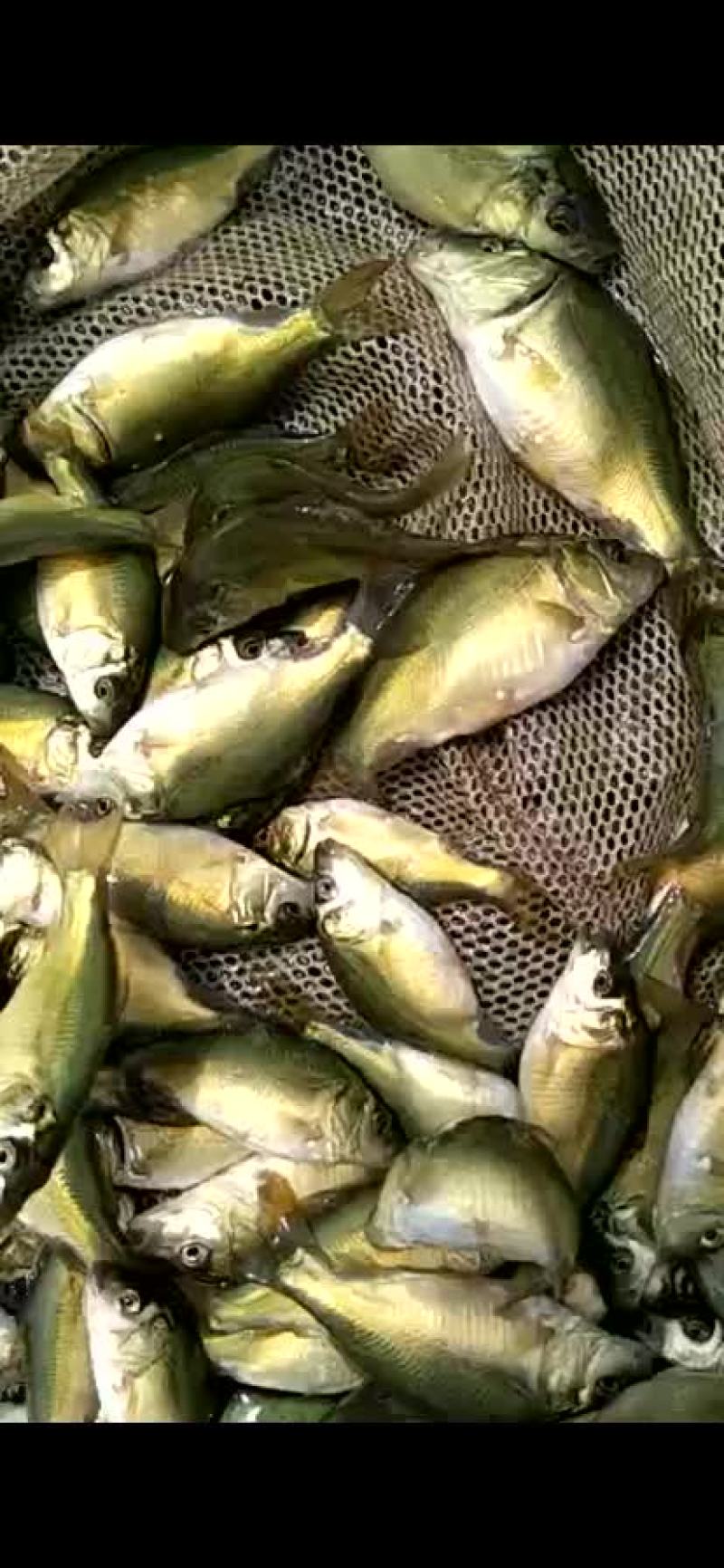 鲤鱼