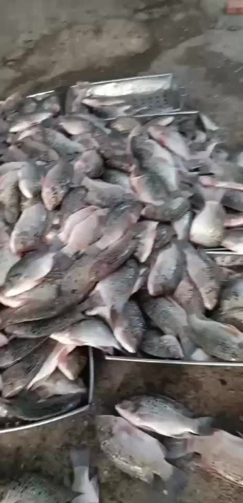 冰冻罗非鱼