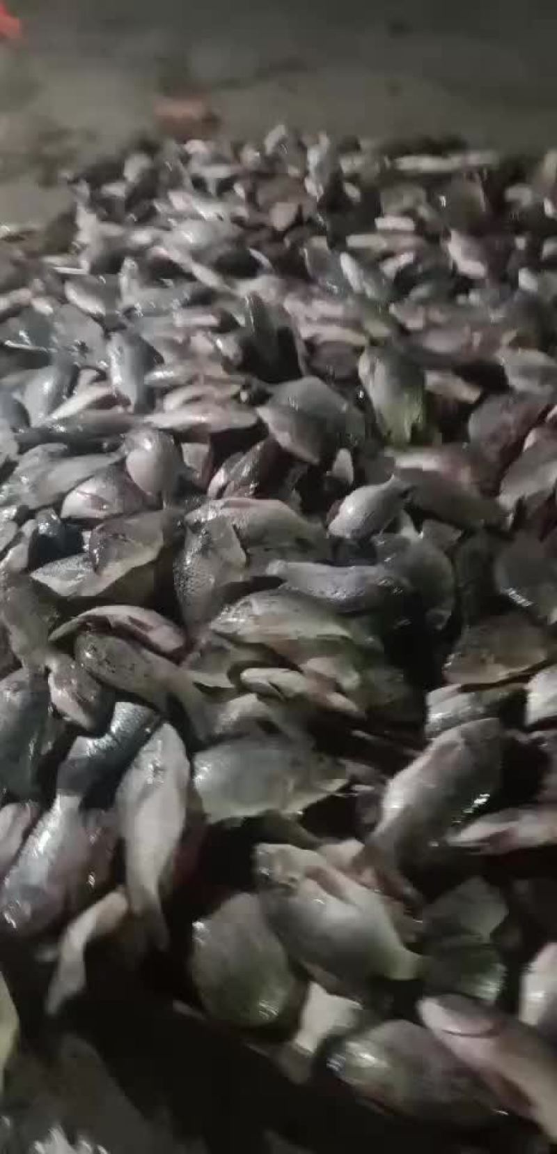 冰冻罗非鱼