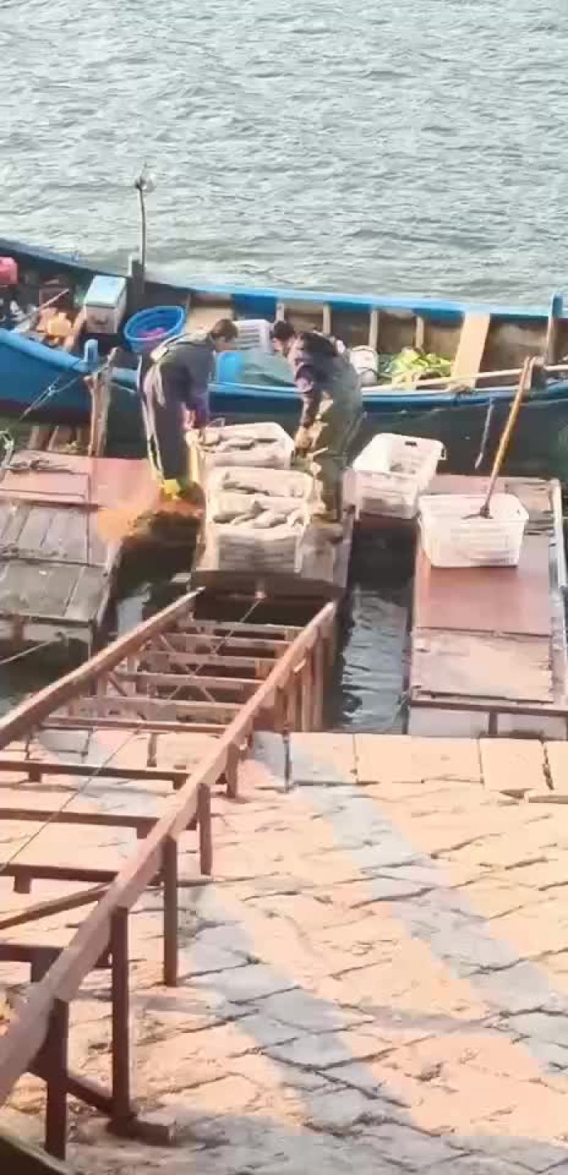 冰冻罗非鱼