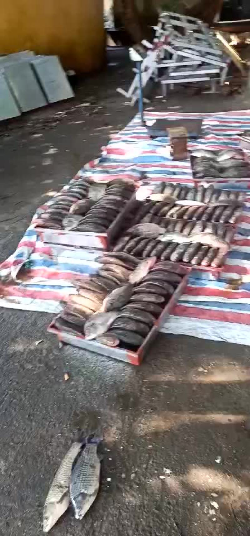 冰冻罗非鱼