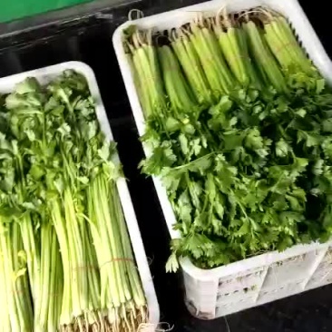 金品芹菜