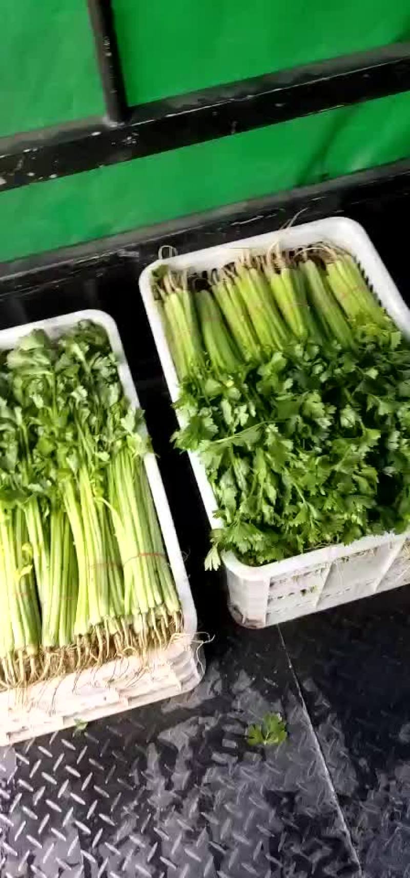 金品芹菜