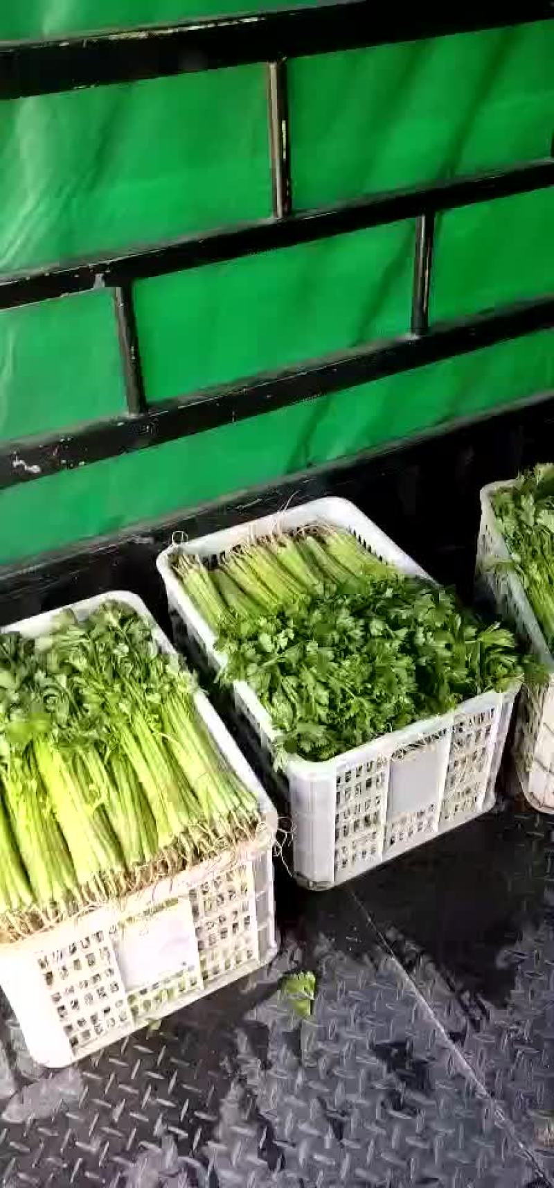 金品芹菜