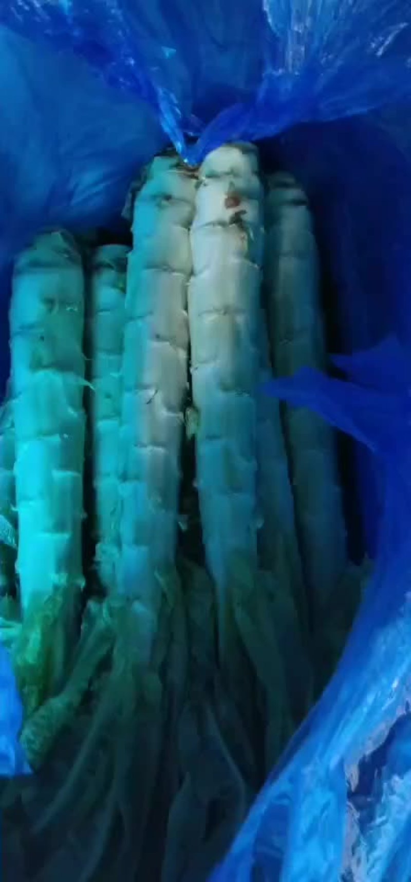莴笋杆子甘兰