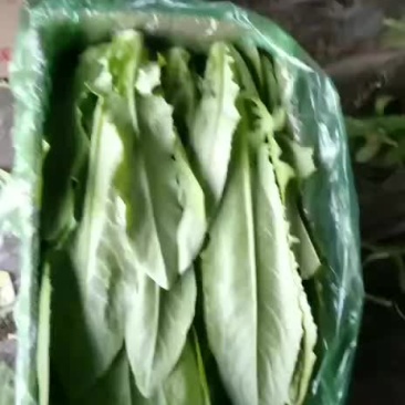 精品油麦菜12月27日质量完美