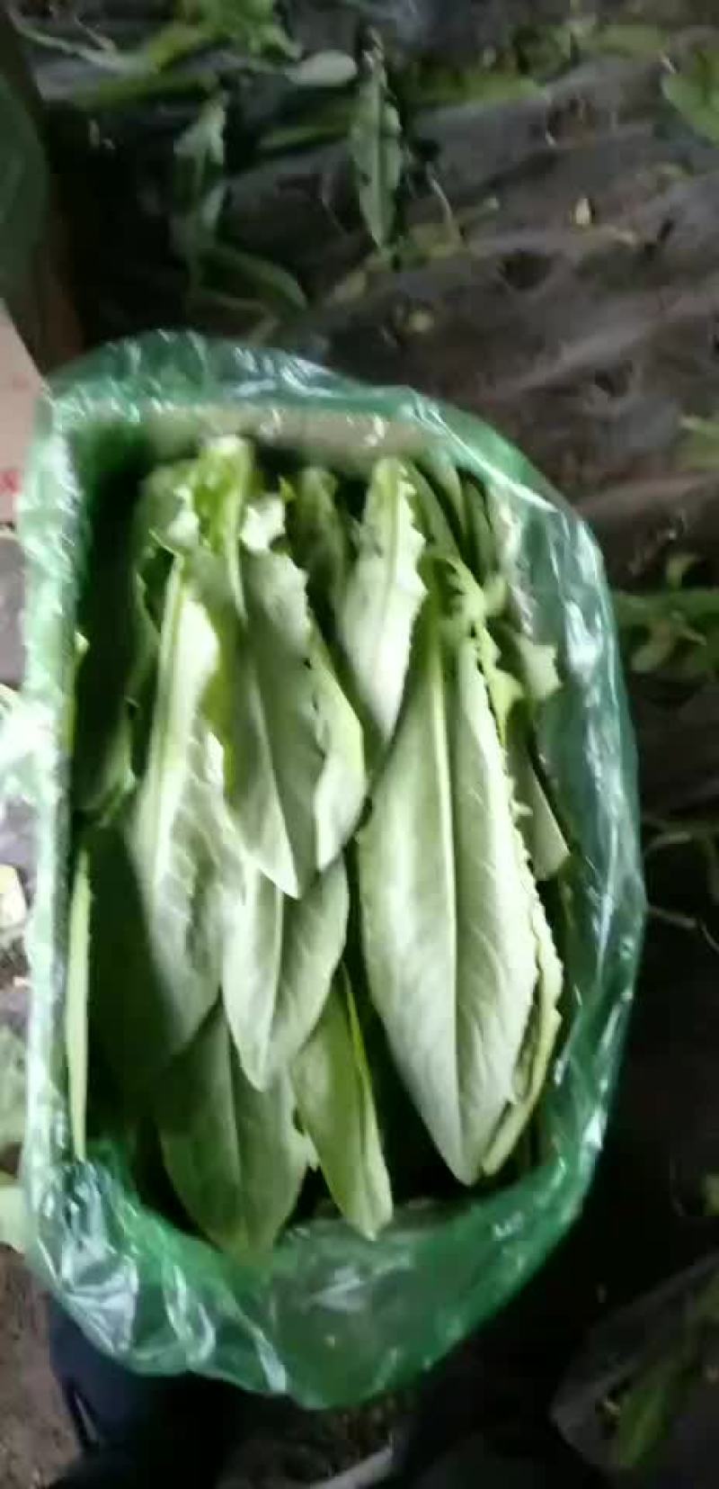 精品油麦菜12月27日质量完美