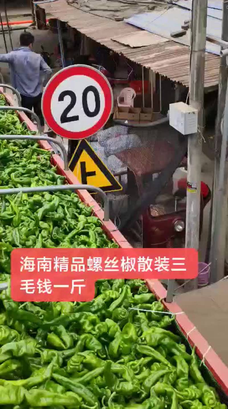 螺丝椒欢迎散装一步到位