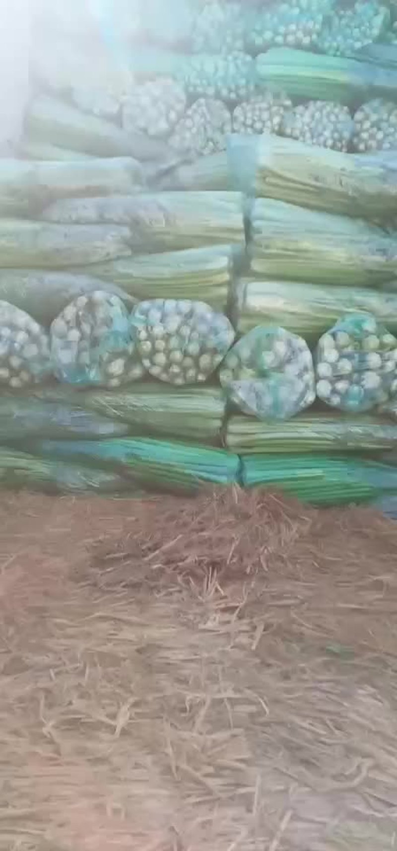 芹菜，优质西芹，有需要的联系了