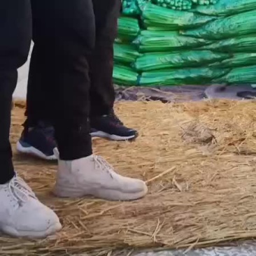 芹菜，优质西芹，有需要的联系了