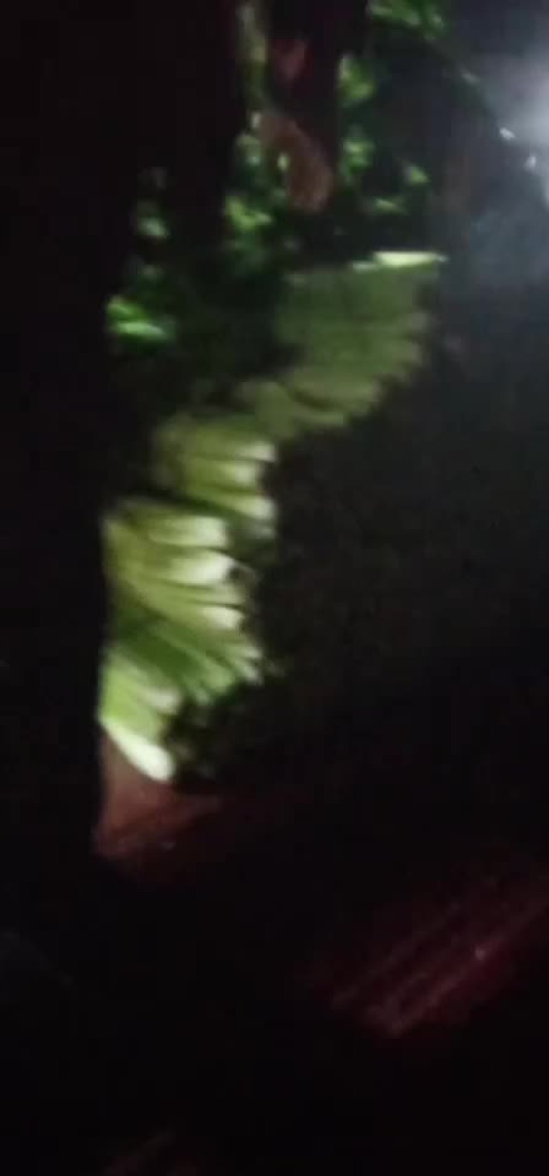 芹菜，优质西芹，有需要的联系了