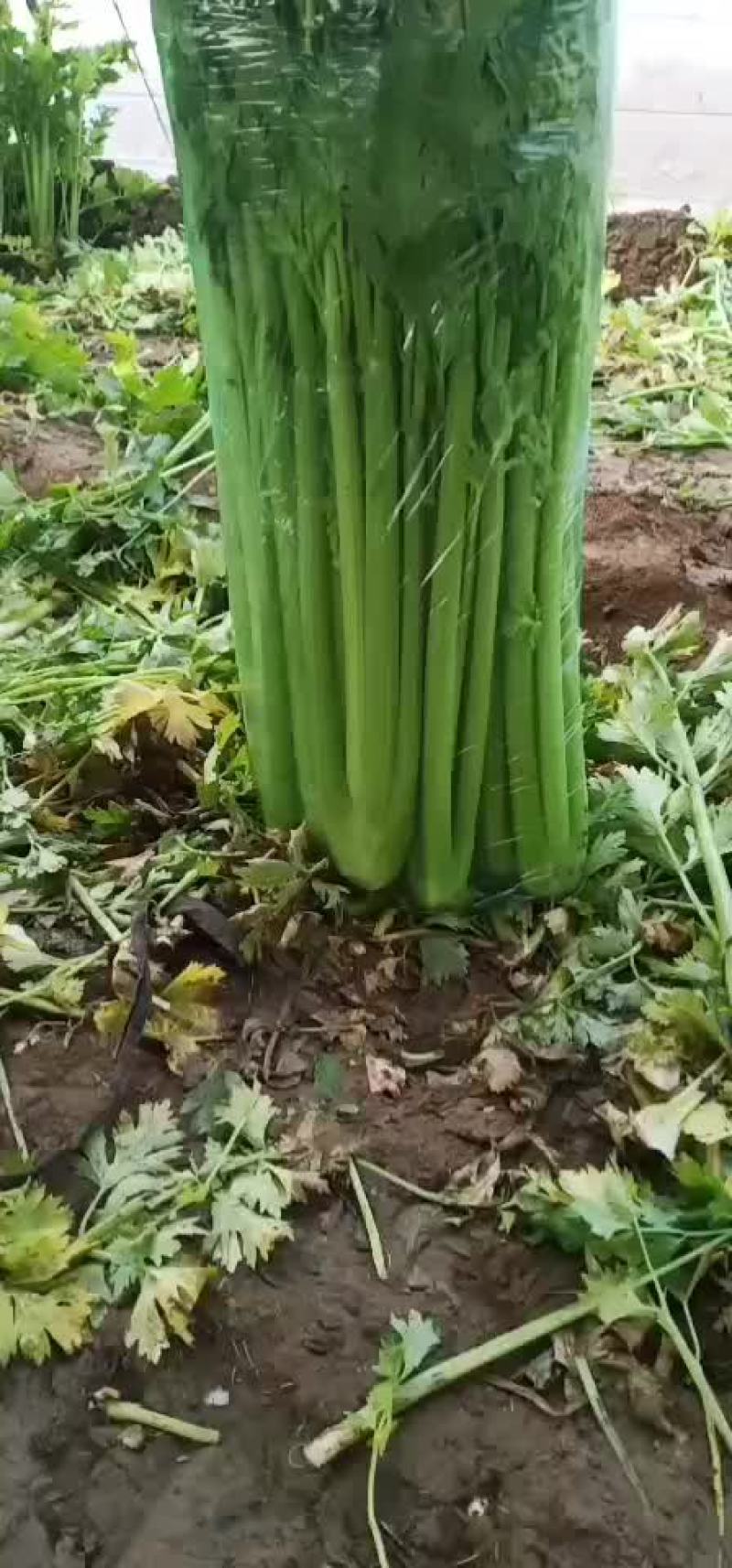 芹菜，优质西芹，有需要的联系了