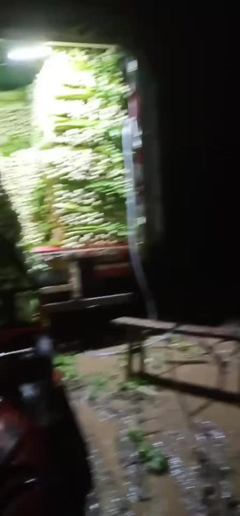 芹菜，优质西芹，有需要的联系了