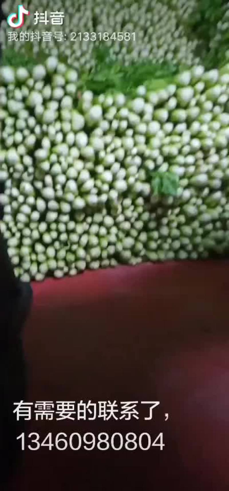 芹菜，优质西芹，有需要的联系了