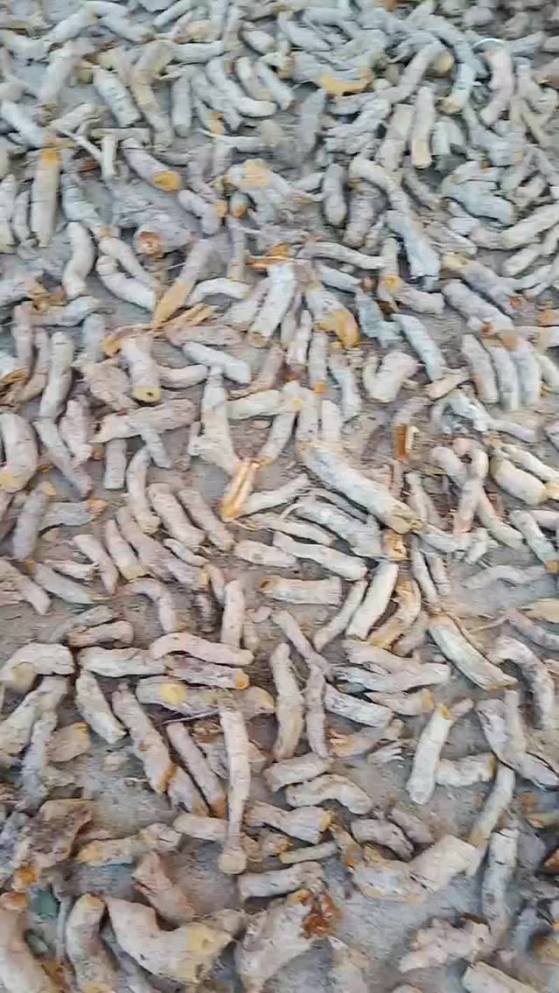 干段子虎杖