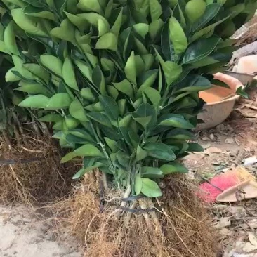 赣南脐橙苗。