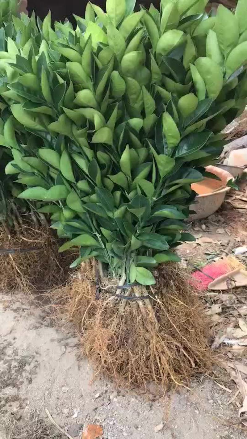 赣南脐橙苗。