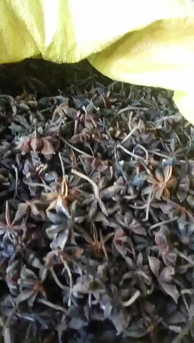 大红八角，自然晒干八角干