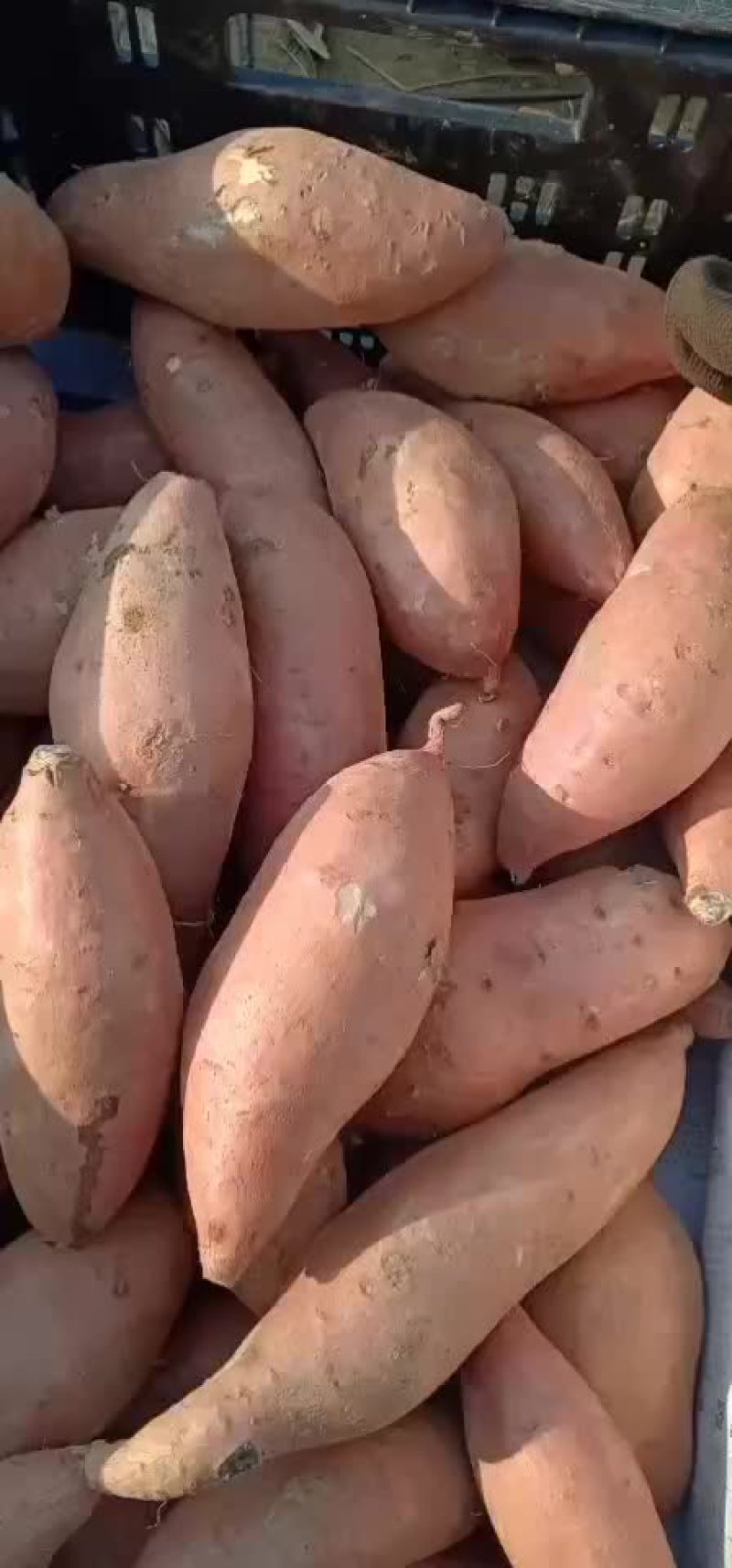 精品龙薯九