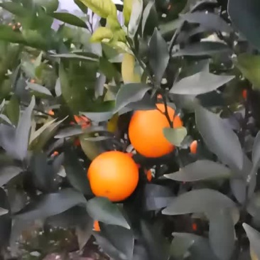蜜香橙