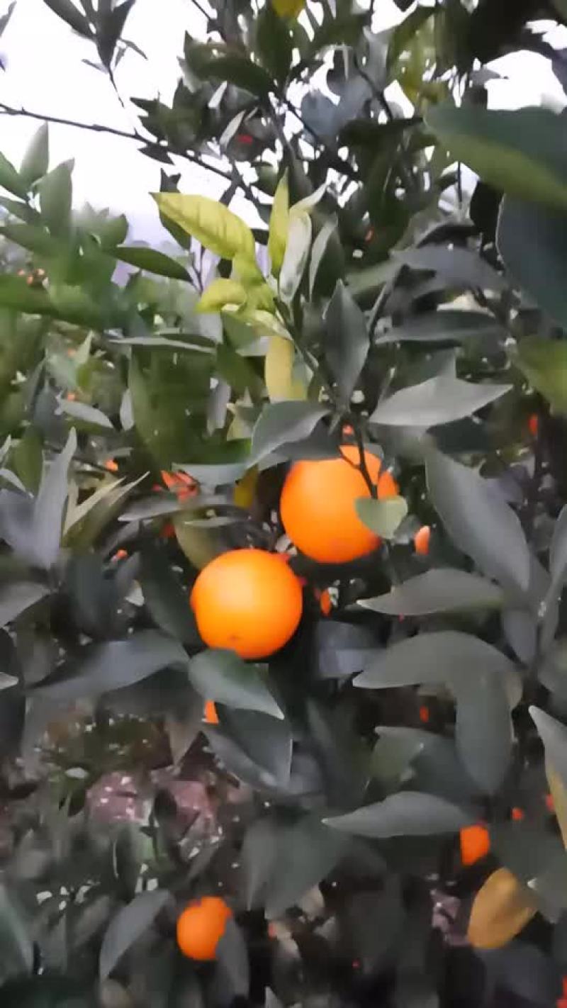 蜜香橙
