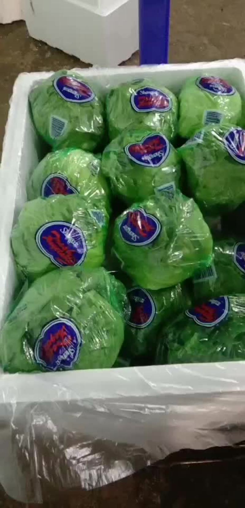 云南生菜