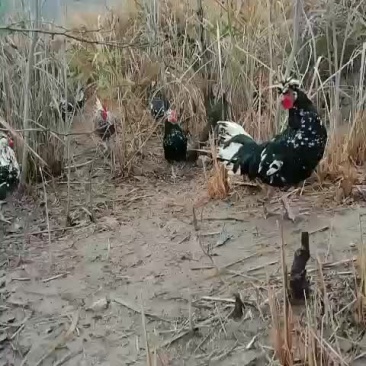 贵妃鸡