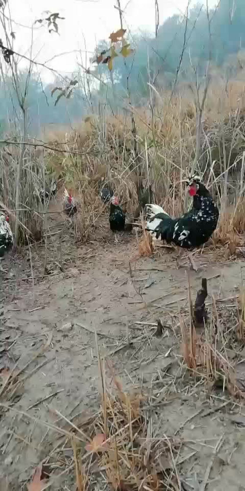 贵妃鸡