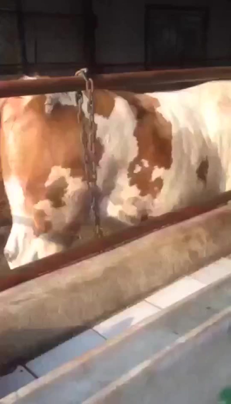 出售西门塔尔牛犊，包成活率，包回收