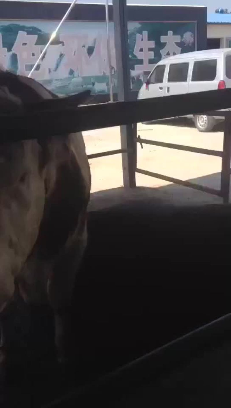 出售西门塔尔牛犊，包成活率，包回收