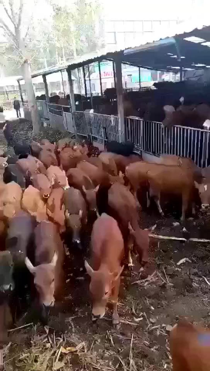 出售西门塔尔牛犊，包成活率，包回收