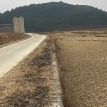 芦笋种植水田出租，优质好地