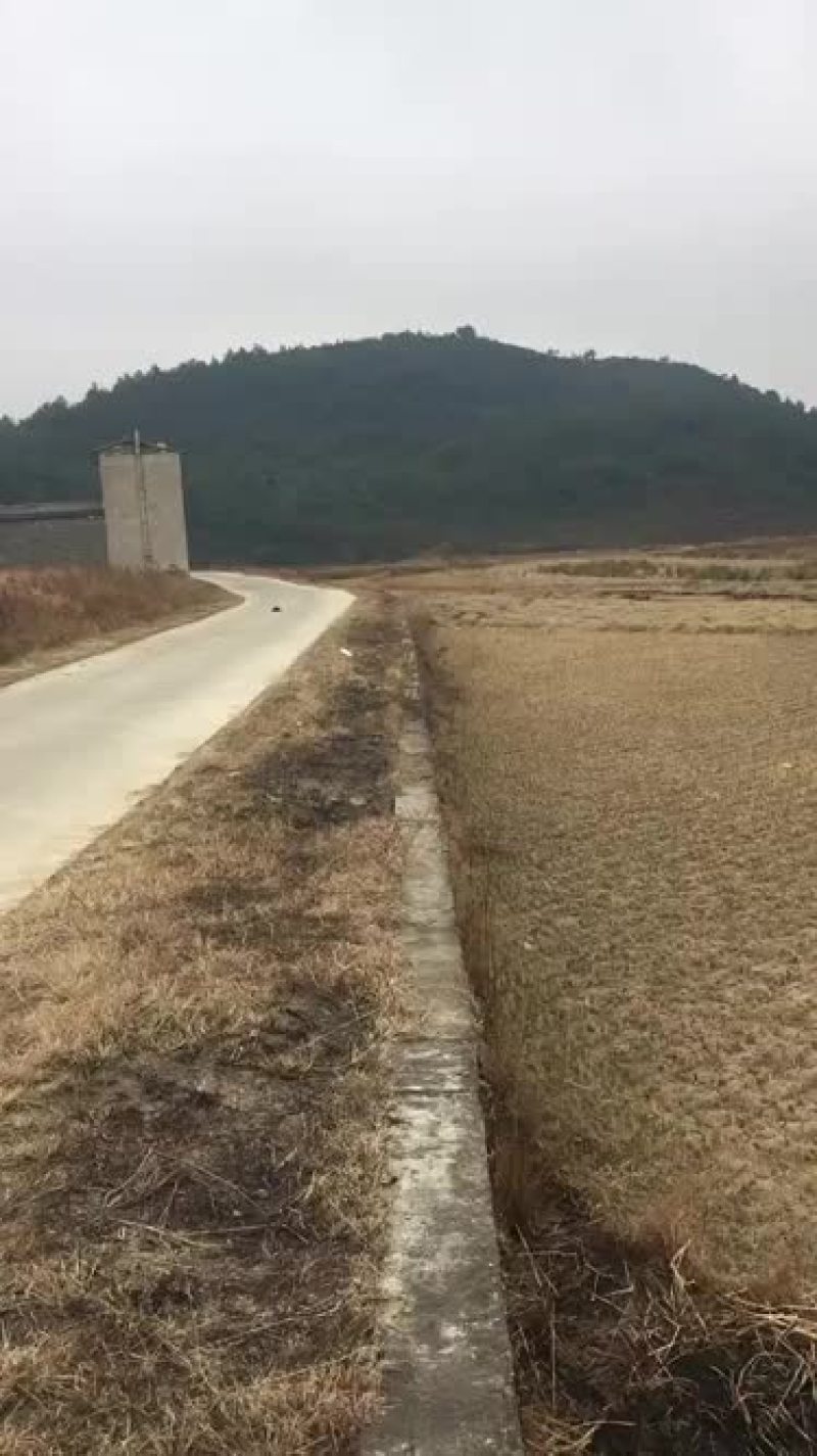 芦笋种植水田出租，优质好地