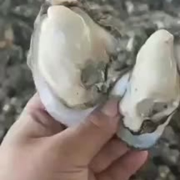 湛江生蚝全国发货，发货地湛江