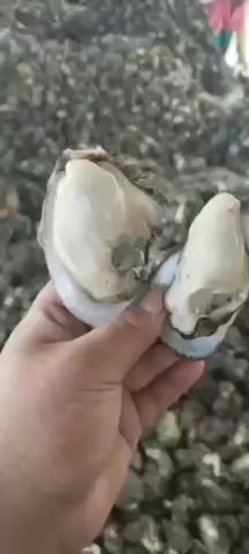 湛江生蚝全国发货，发货地湛江