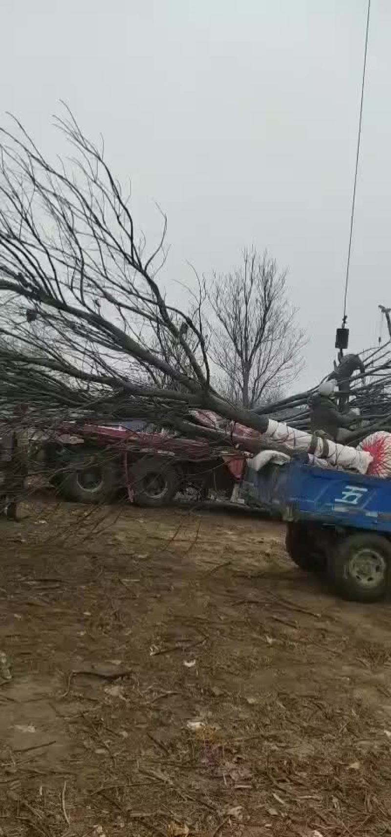 楸树