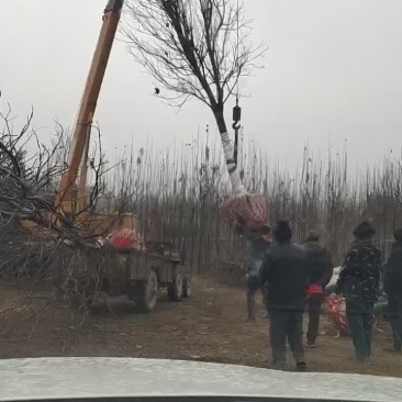 楸树