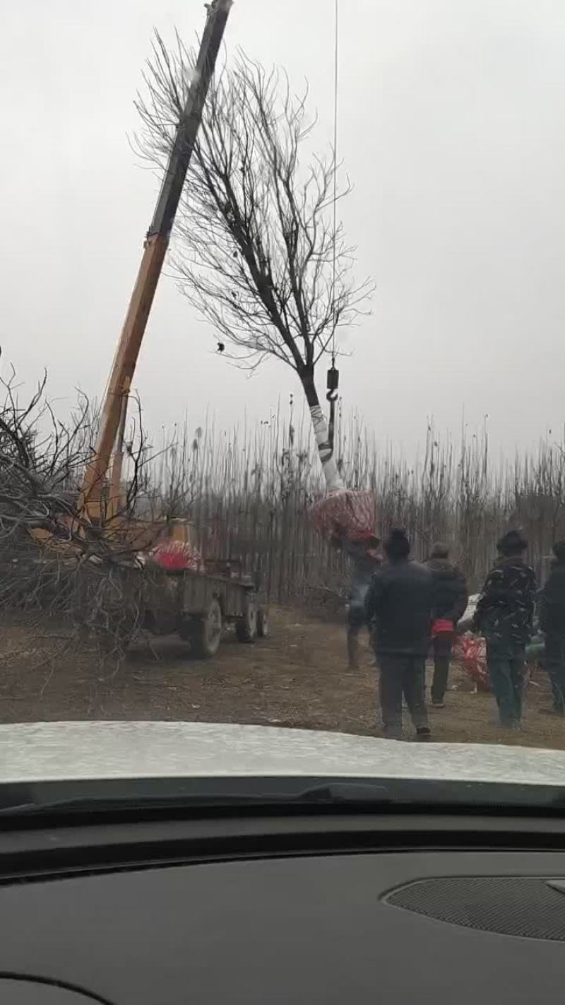 楸树