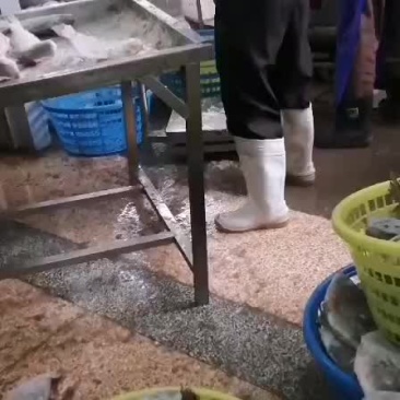 罗非鱼整框整匡出
