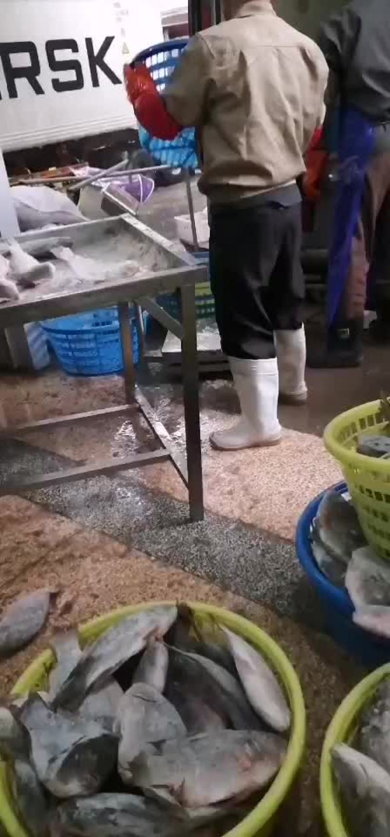 罗非鱼整框整匡出