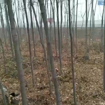 白蜡