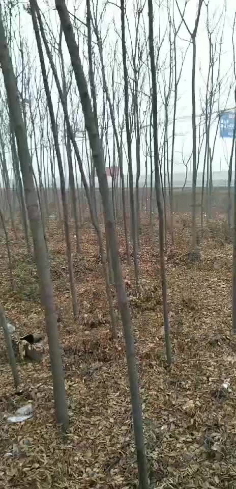 白蜡