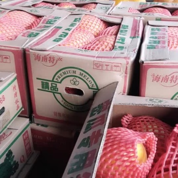 黄河蜜瓜