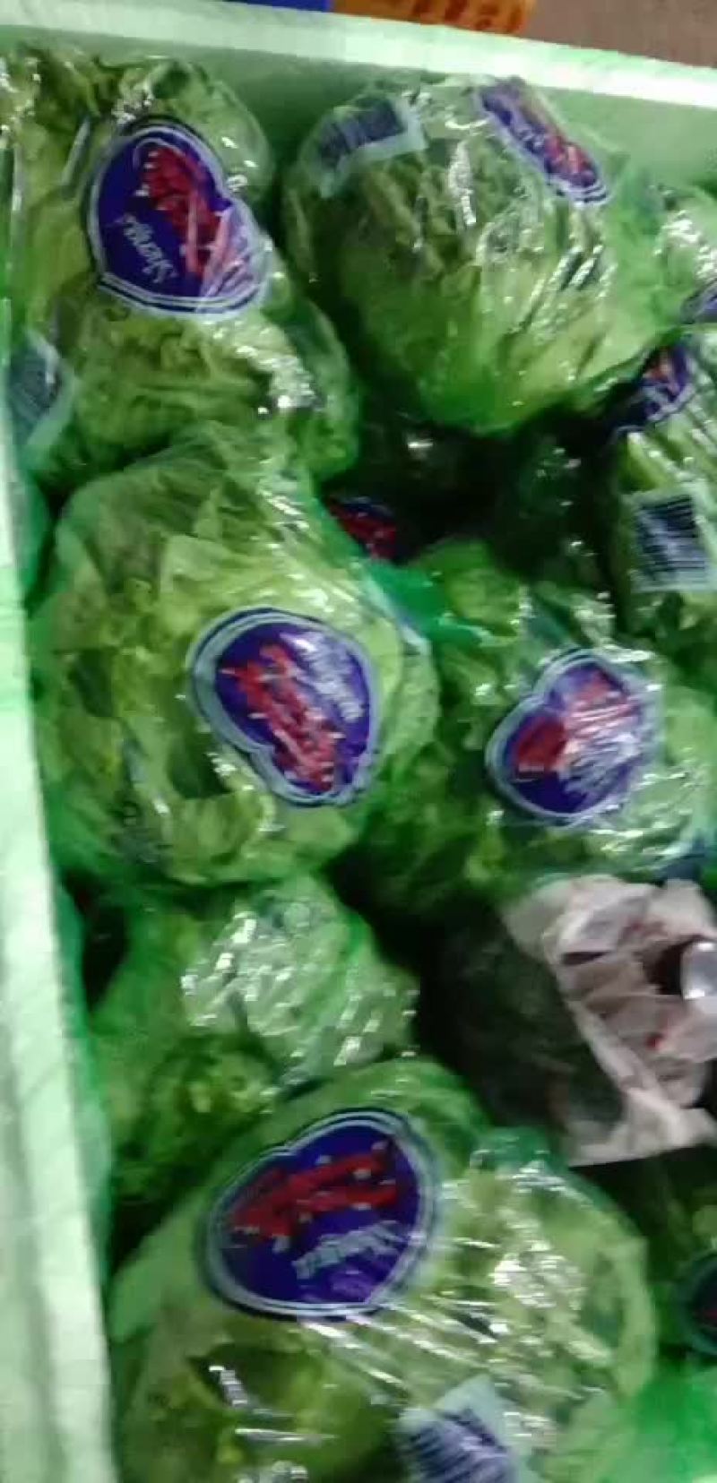 生菜